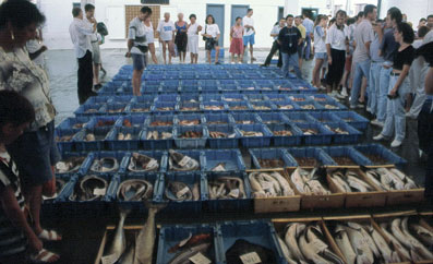 Fischmarkt in Blanes - Costa Brava